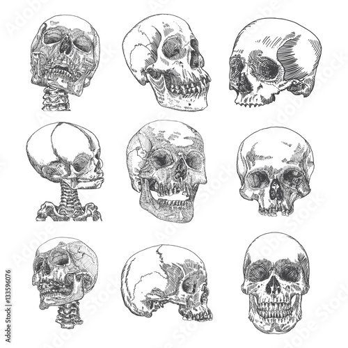 Big set of anatomic skulls in different directions and conditions, weathered and museum quality, medical study detailed hand drawn illustration. T-shirt rock music prints. Vector Art. 