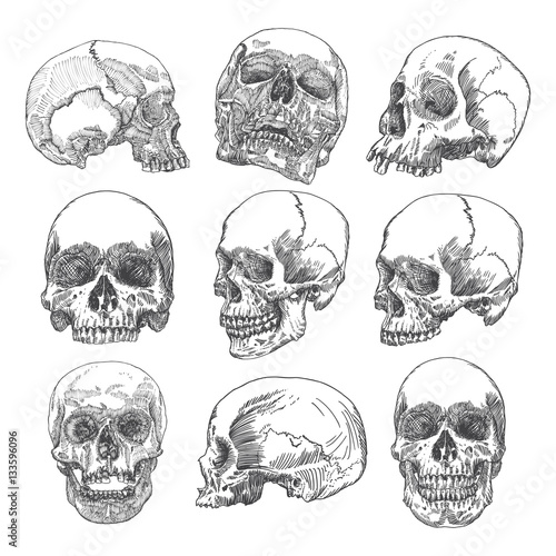 Big set of anatomic skulls in different directions and conditions, weathered and museum quality, medical study detailed hand drawn illustration. T-shirt rock music prints. Vector Art. 