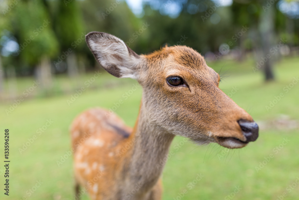 Lovely Roe deer