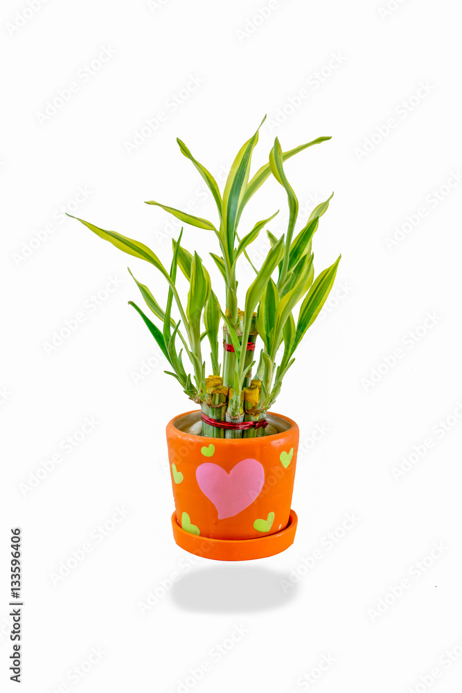lucky bamboo and pot isolate on white background lucky bamboo and pot isolate on white background