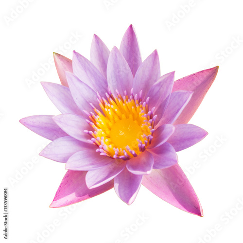 Full bloom lotus flower isolated on white with clipping path