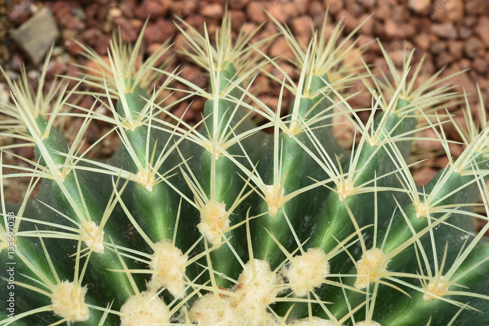 cactus in desert, cactus on rock, cactus nature for background cactus in desert, cactus on rock, cactus nature for background