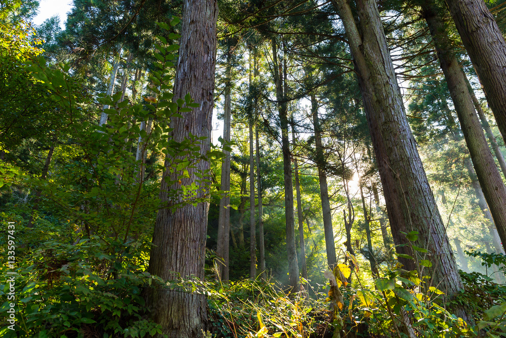 Fototapeta premium Forest