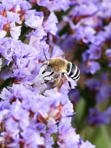 White-banded Digger Bee Amegilla quadrifasciata collecting nectar photo