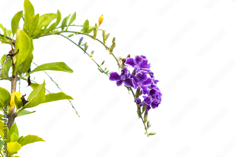 Purple flowers Purple flowers