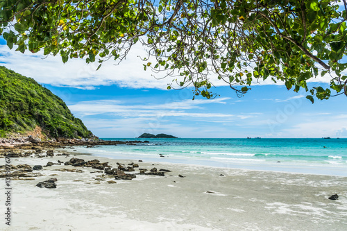 Green tree on a white sand beach