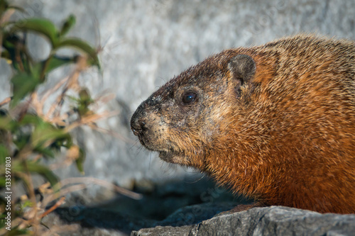 The groundhog - Marmota monax