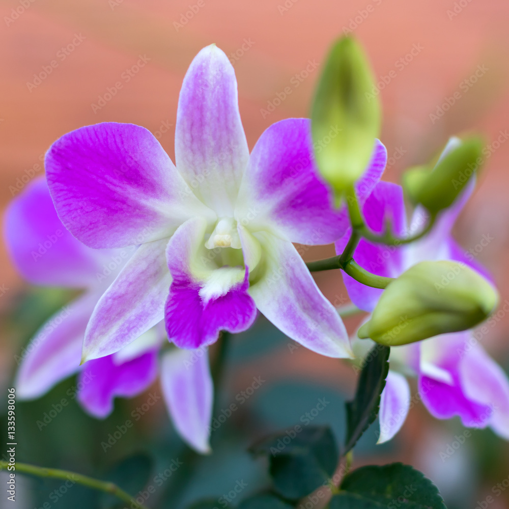 Purple and white orchid. Purple and white orchid.