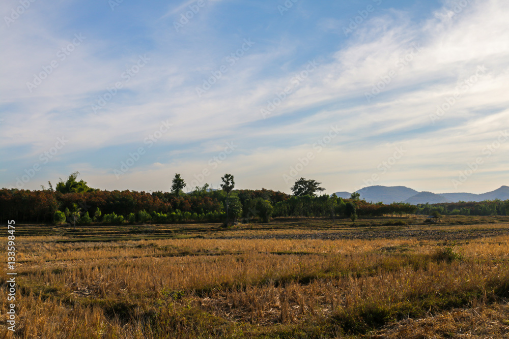 Cornfield  landscape background.