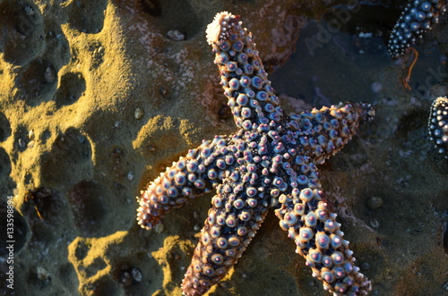 sea star 2012 