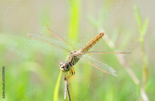 dragonfly in nature © srisakorn