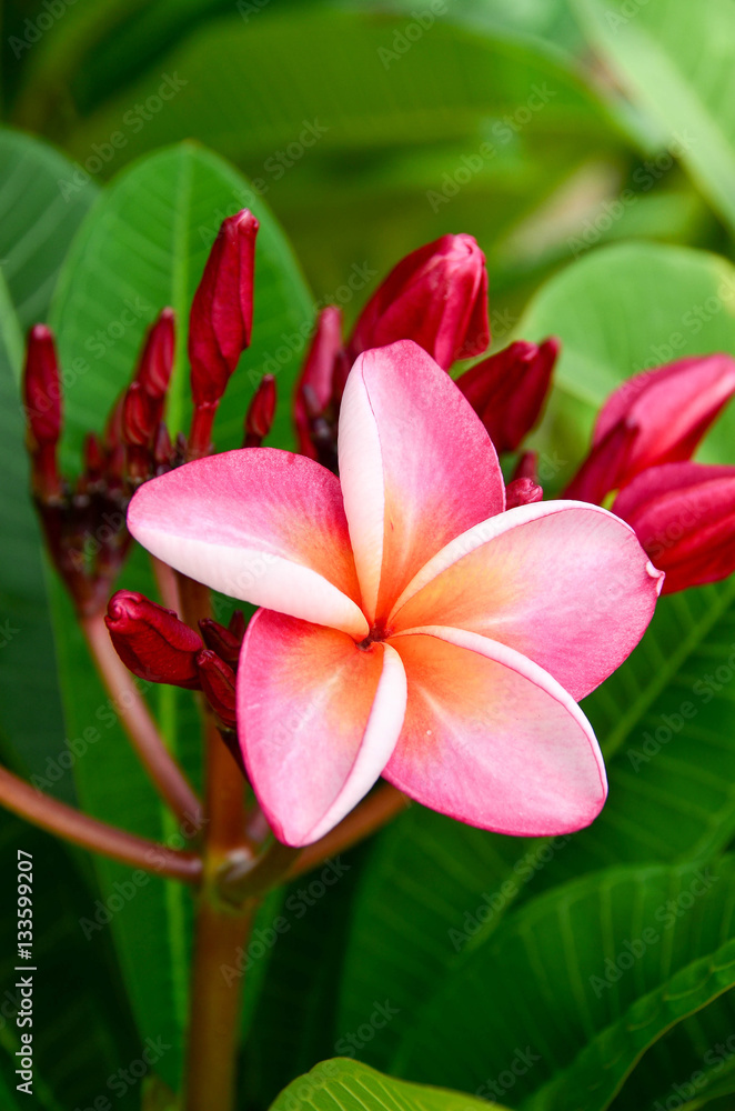 Fototapeta premium Plumeria flower pink and white frangipani tropical flower. 
