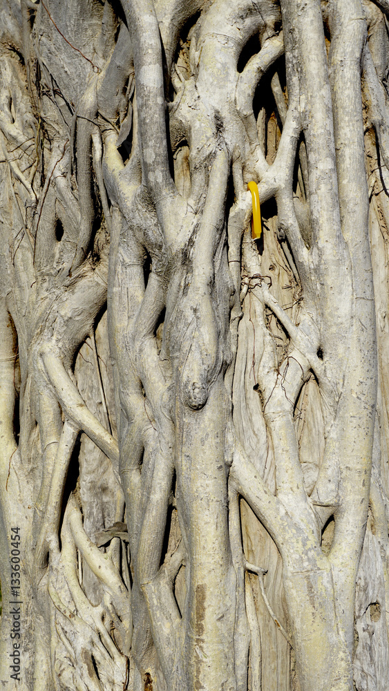 Root on the trunk of tree texture with candle Root on the trunk of tree texture with candle