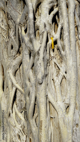 Root on the trunk of tree texture with candle © polarbearstudio