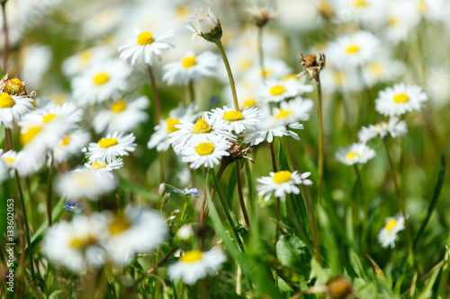 daisy field