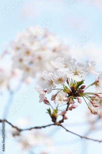 spring tree