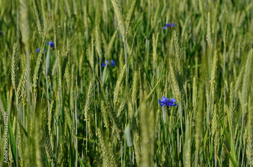 Green rye field with blue cornflowers, agricultural background. Blooming green ears of rye