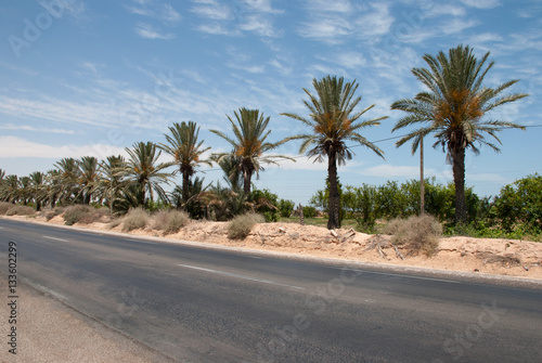 Asphalt road, blue sky, clouds and palm trees in the desert