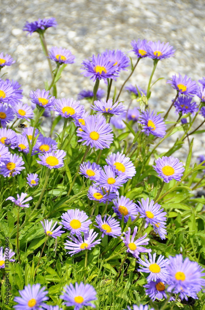 Alpine aster flowering in a garden Alpine aster flowering in a garden