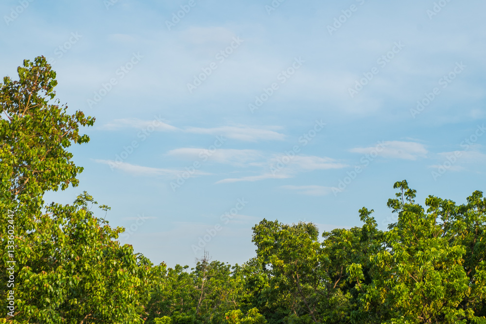Trees against the sky Trees against the sky