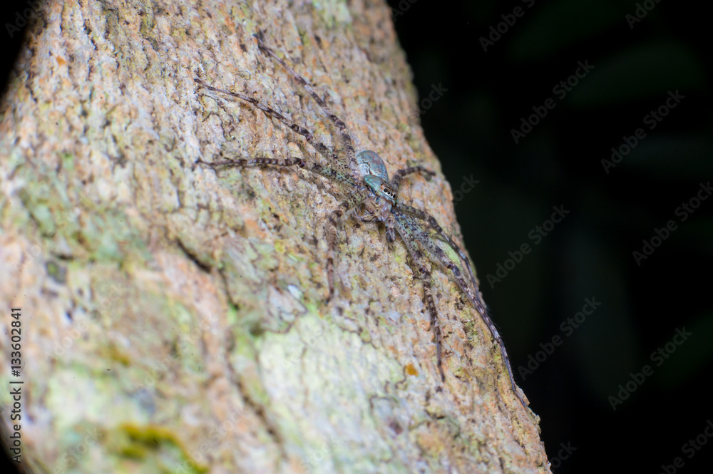 Lichen Huntsman Spider (Pandercetes gracilis) sit and stay still on a tree, hidden and carmourflage with the surface of the tree trunk