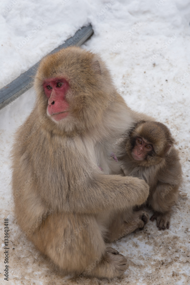 Mother and baby of japanese snow monkeys cold feeling in snow, Jigokudani Wild Monkey Park, Yamanouchi-machi, Nagano, Japan. Mother and baby of japanese snow monkeys cold feeling in snow, Jigokudani Wild Monkey Park, Yamanouchi-machi, Nagano, Japan.
