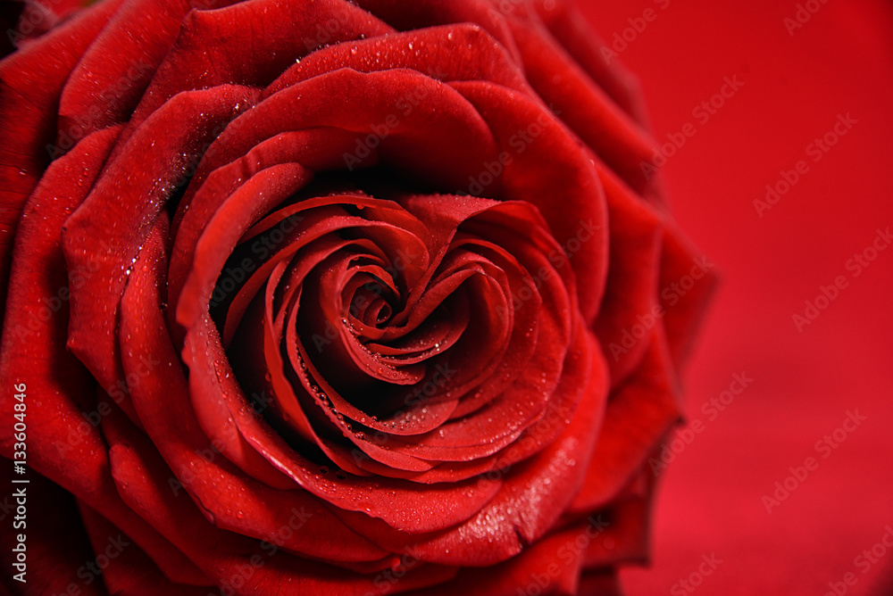 Valentine Red Heart Rose close up with copy space Valentine Red Heart Rose close up with copy space