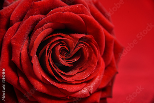 Valentine Red Heart Rose close up with copy space 