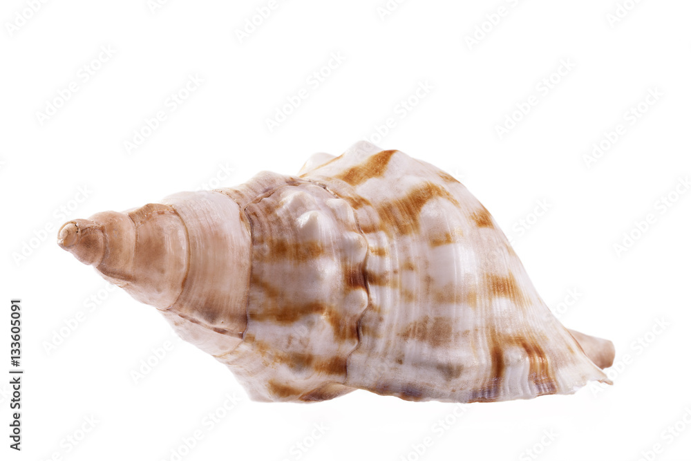 Single sea shell of marine snail, horse conch on white background Single sea shell of marine snail, horse conch on white background