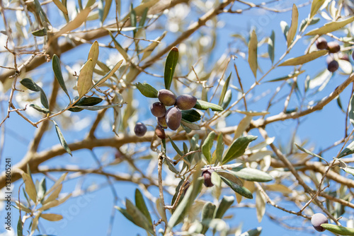 Olives picking at Bethlehem of Galilee photo