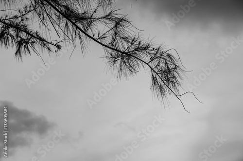 Leaf branch with dark cloudy sky background (Sad Concept)