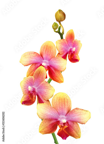 beautiful orchid isolated on white background
