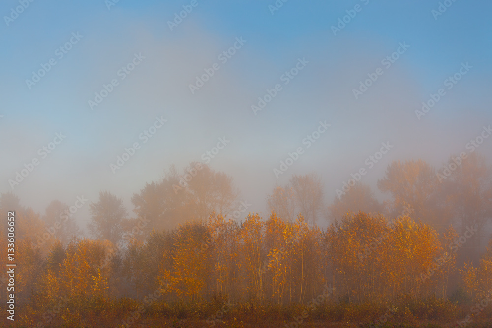 Foggy autumn morning featuring yellow and orange leaves and a hi