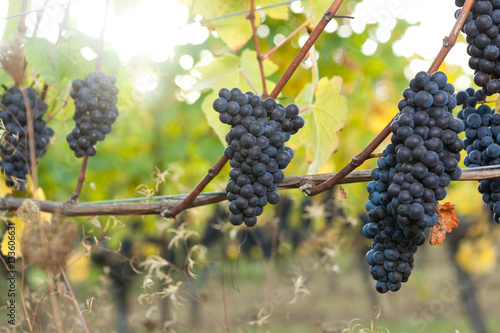 Group of Pinot Noir wine grape bunches hanging from the vine photo