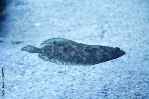 Photography flounder