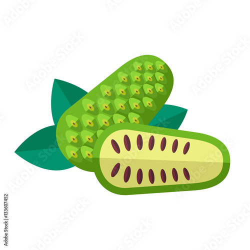 Noni fruit and leaves vector illustration. Superfood morinda cit