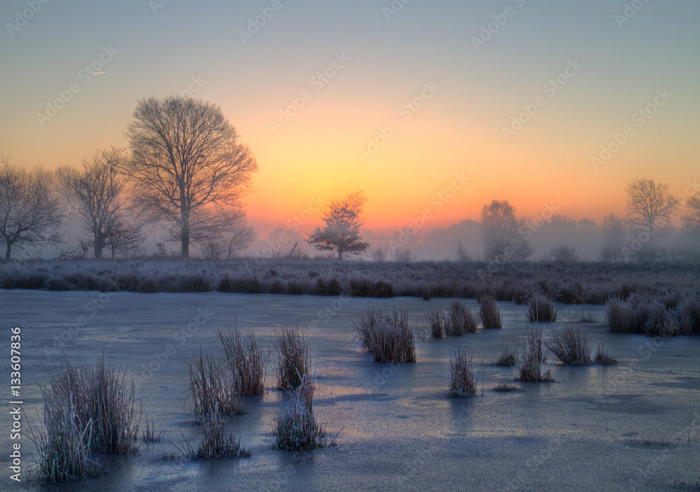 Frozen lake with Common rush at sunrise Frozen lake with Common rush at sunrise
