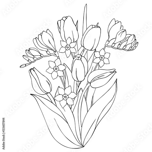 Fototapeta Naklejka Na Ścianę i Meble -  vector monochrome contour illustration of freesia tulip narcissus daffodil flowers bouquet