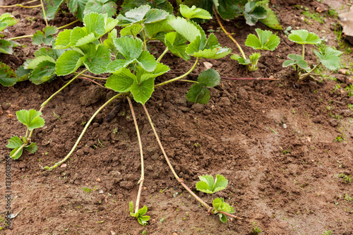 Bush Strawberry Plant With Runners (Stolens) For Propagation In Garden Outdoor.