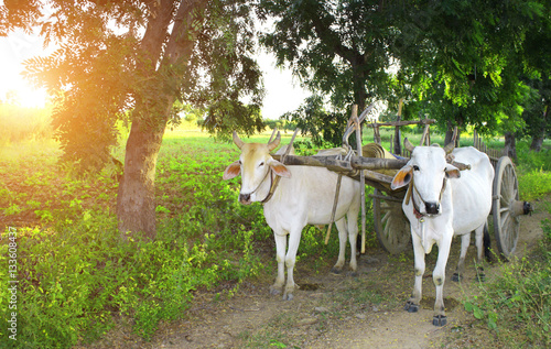 Two asian oxen harnessed to a wooden cart