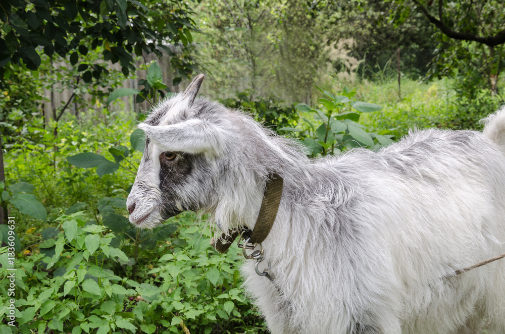 Obraz premium goat in the garden