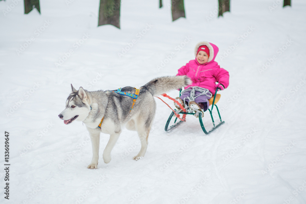Adorable little girl having a cuddle with husky sled dog Adorable little girl having a cuddle with husky sled dog