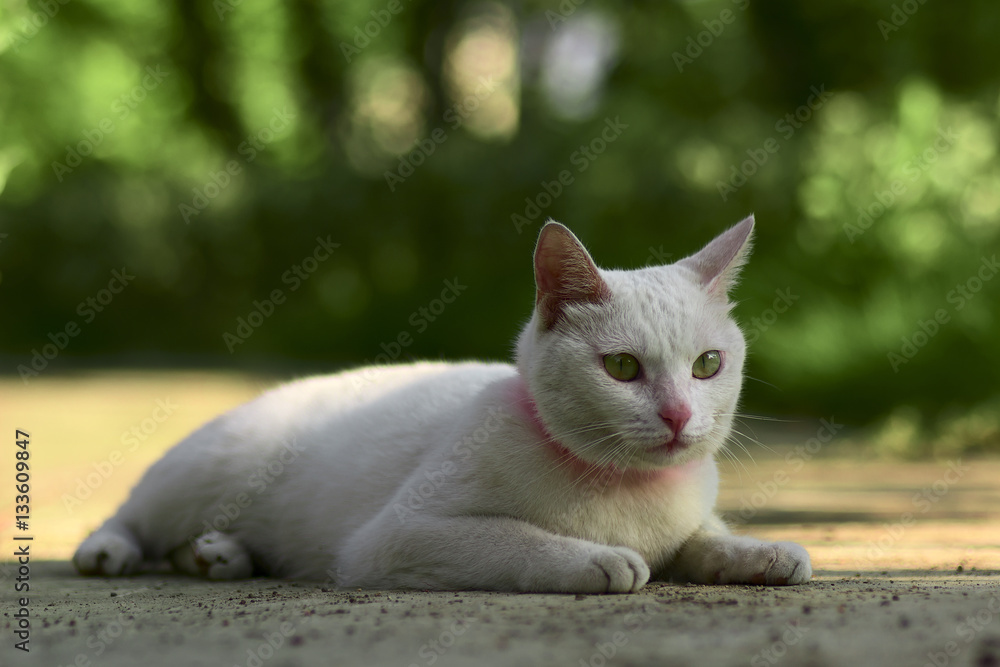 a White Cat