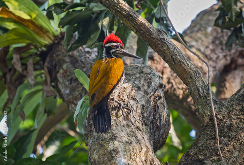 Indian Black-rumped Flameback Woodpecker bird perched vertically on the stem of a tree. photo