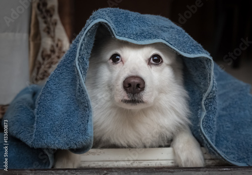 Cute white German spitz dog breed under a blue blanket lying idly near the doorway. © Roop Dey