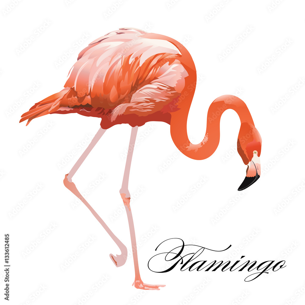 Fototapeta premium Vector Illustration of a Flamingo. 