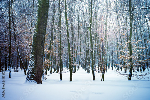 Winter nature snowy landscape outdoor background.