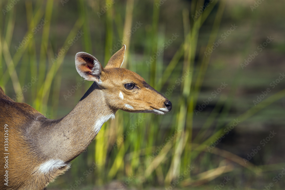 Bushbuck in Kruger National park, South Africa Bushbuck in Kruger National park, South Africa