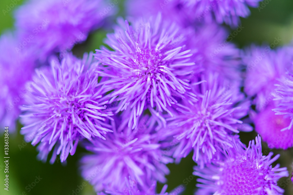 bluemink flower, beautiful summer wild flower bluemink flower, beautiful summer wild flower
