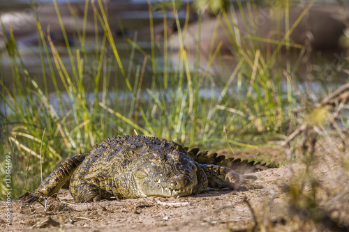 Nile crocodile in Kruger National park  South Africa